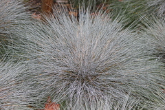 Festuca glauca