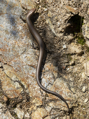 Ablepharus kitaibelii