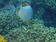 Chaetodon xanthocephalus