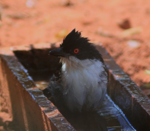 Great Antshrike