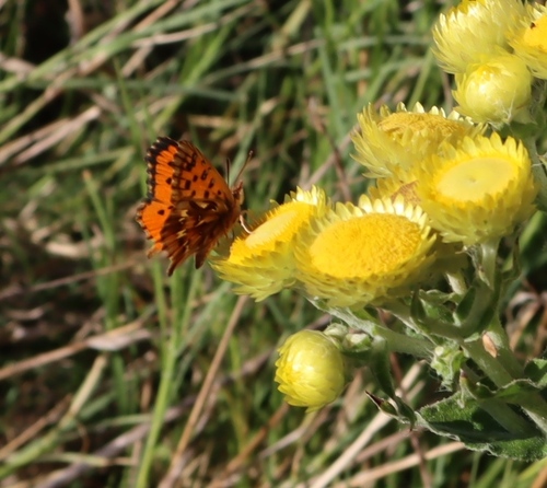 Stinking Everlasting (Helichrysum foetidum)