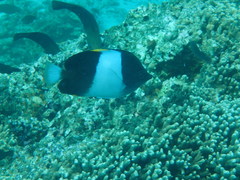 Hemitaurichthys zoster