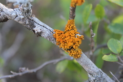Xanthomendoza concinna