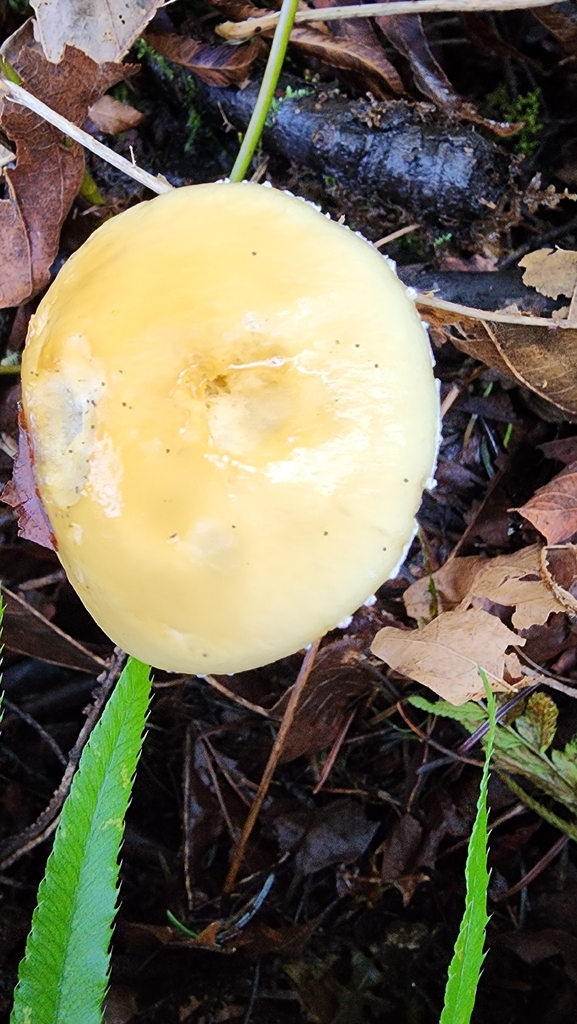 Stropharia ambigua · March 2026 · photo: © graylien (iNaturalist, cc-by)