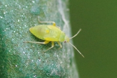 Closterotomus norwegicus