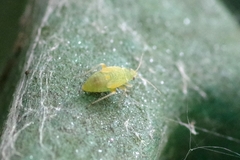 Closterotomus norwegicus