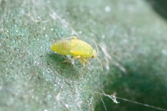 Closterotomus norwegicus