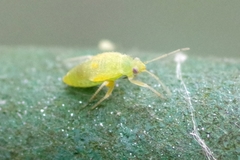 Closterotomus norwegicus