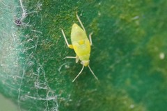 Closterotomus norwegicus