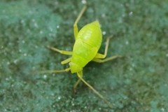 Closterotomus norwegicus