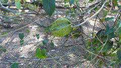 Gonolobus pectinatus