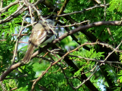 Xenopsaris albinucha