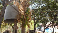 Polyclathra cucumerina