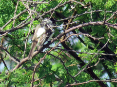 Xenopsaris albinucha