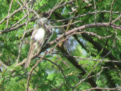 Xenopsaris albinucha