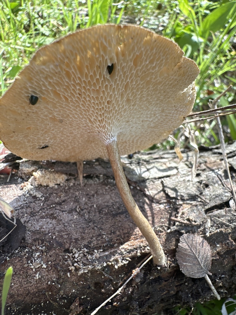 Lentinus arcularius · March 2026 · photo: © cyrusharp (iNaturalist, cc-by-sa)