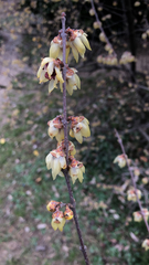 Magnoliopsida