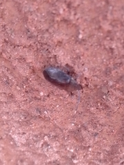 Antiteuchus tripterus