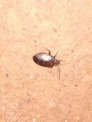 Antiteuchus tripterus