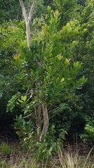 Cinnamomum burmanni