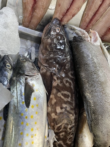 Black Cusk-eel