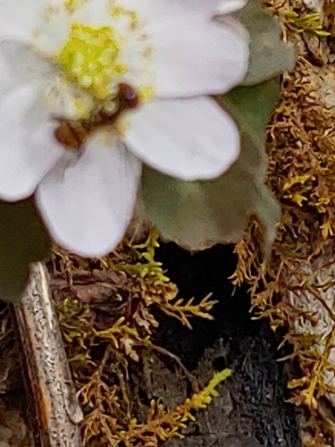 Unknown species found near Lookout Mountain, GA 30750, USA