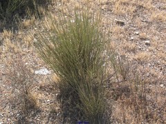 Salsola genistoides