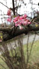 Magnoliopsida