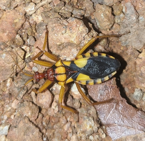 Observations by emmanuelbe · iNaturalist