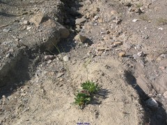 Limonium cossonianum