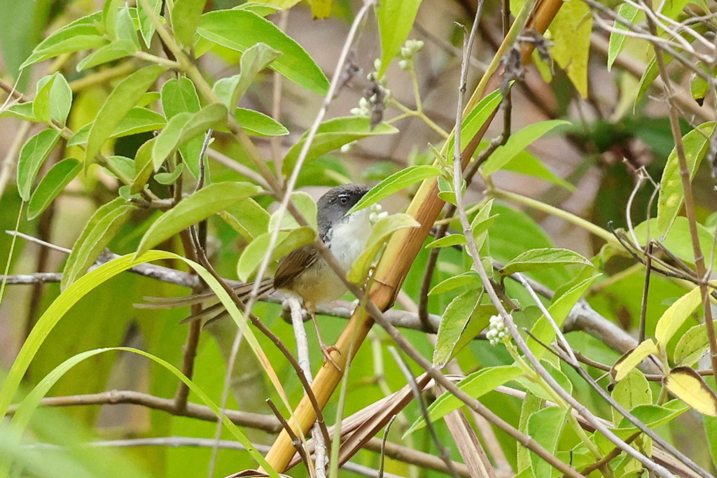 Perenjak gunung (Prinia superciliaris)