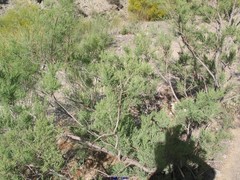 Tamarix africana
