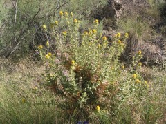 Scolymus hispanicus occidentalis