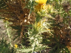 Scolymus hispanicus occidentalis