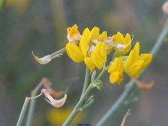 Coronilla juncea