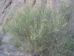 Coronilla juncea