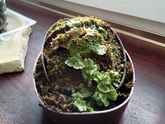Marchantia polymorpha ruderalis
