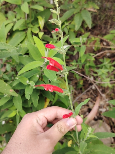 Scarlet yunkasage (Salvia haenkei)