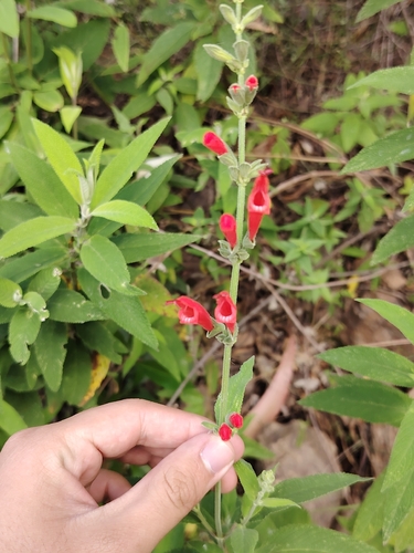 Salvia haenkei, photograph 3