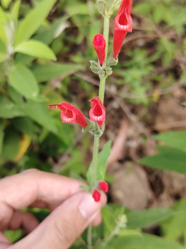 Salvia haenkei, photograph 4