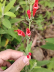 Salvia haenkei, photograph (c) Jose Miguel Sandoval, some rights reserved (CC BY)