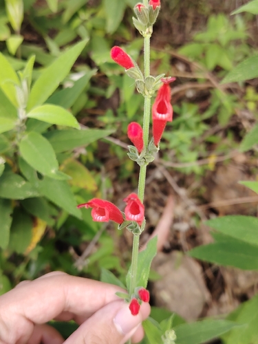 Salvia haenkei, photograph 5