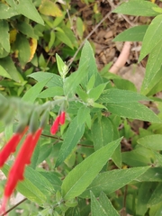 Salvia haenkei, photograph (c) Jose Miguel Sandoval, some rights reserved (CC BY)