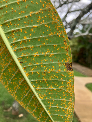 Coleosporium plumeriae, 2026-03-15