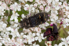 Acmaeoderella flavofasciata