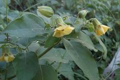 Physalis viscosa
