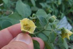 Physalis viscosa