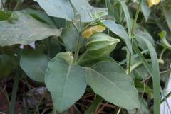 Physalis viscosa