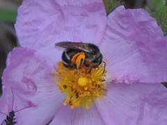 Cistus creticus eriocephalus