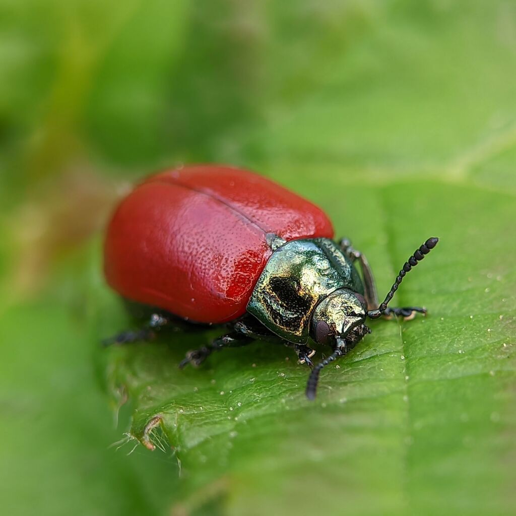 Chrysomela saliceti